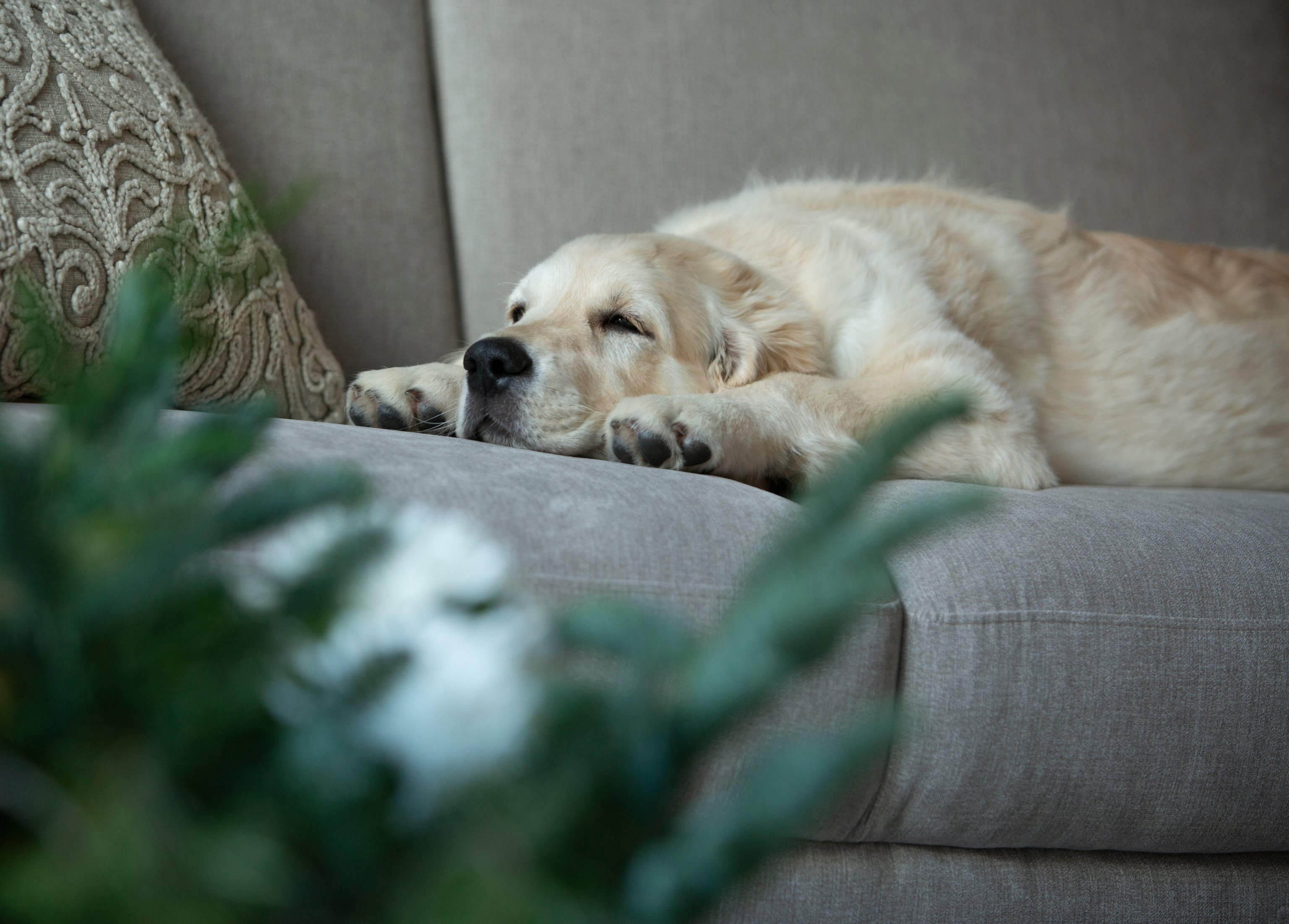 Millainen sohva sopii lemmikkitalouteen?